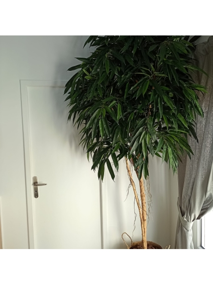 Ficus artificiel Bush Royal - 190 cm ou 250 cm