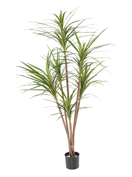 DRACAENA MARGINATA ARTIFICIEL 160 CM