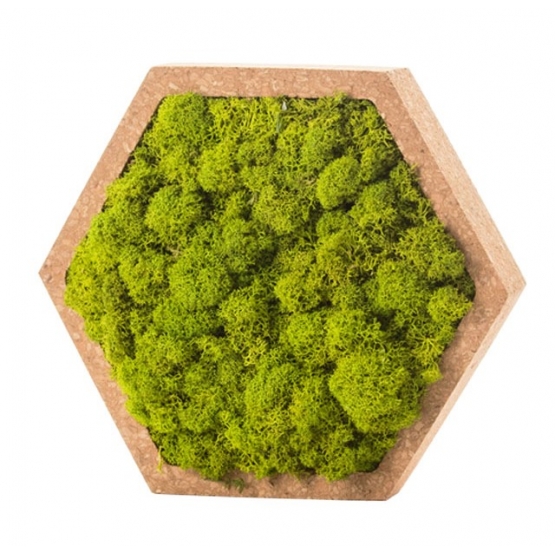 Tableau végétal stabilisé HEXAGONAL S Lichen Vert