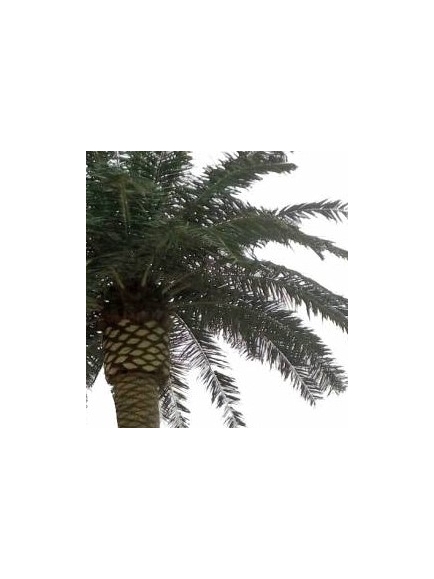 PALMIER Artificiel ROYAL XXL 5M30