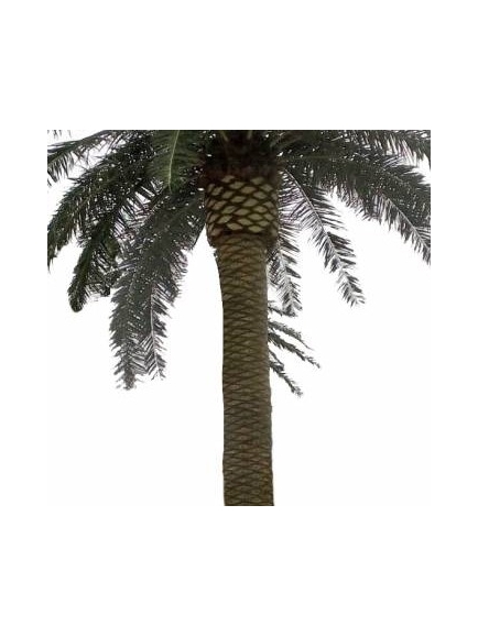 PALMIER Artificiel ROYAL XXL 5M30