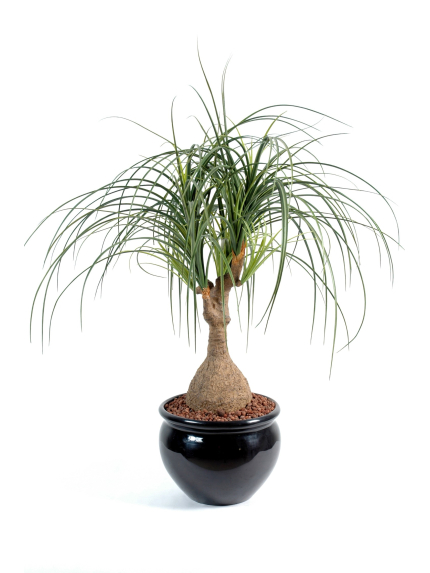 beaucarnéa artificiel 75 cm