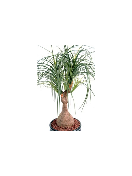 beaucarnéa artificiel 75 cm