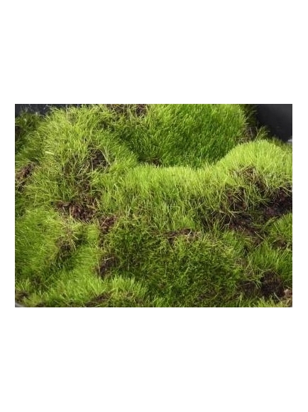Aralia Artificiel Ming Nittida 160 Pot Rond