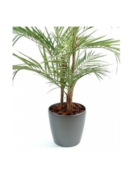 Aralia Artificiel Ming Nittida 160 Pot Rond