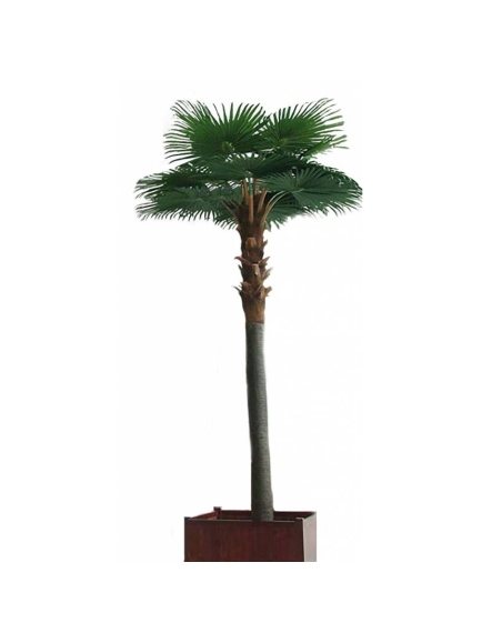 PALMIER ARTIFICIEL CAMERUS ROYAL XXL 5M ☀️