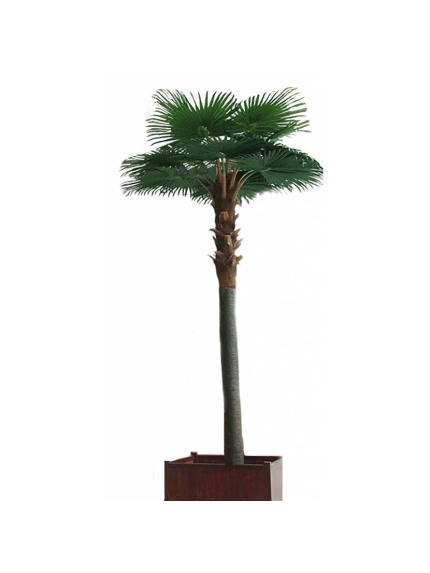 PALMIER ARTIFICIEL CAMERUS ROYAL XXL 5M ☀️