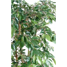 Ficus artificiel natasja multitree 110 CM