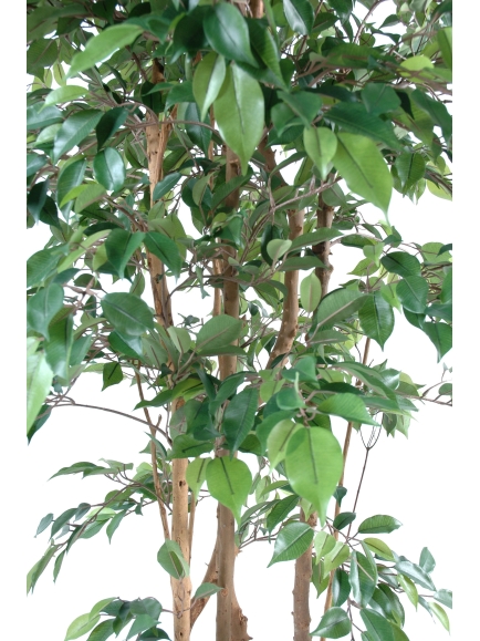 Ficus artificiel natasja multitree 180 cm