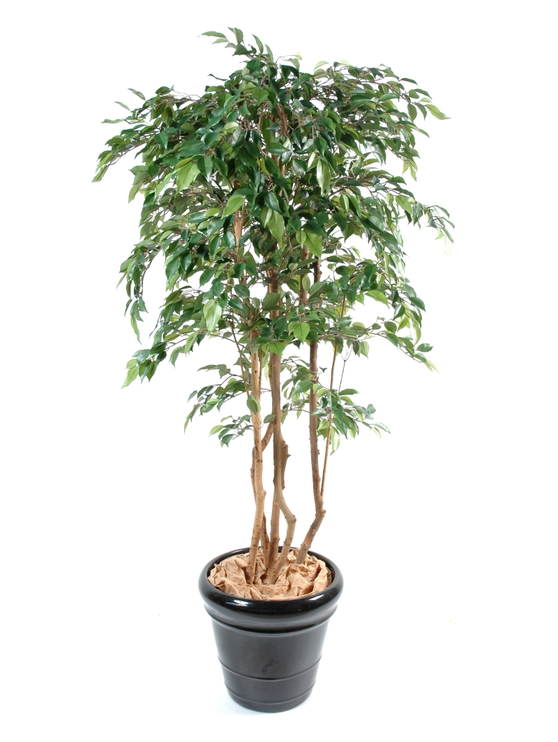 Ficus artificiel natasja multitree 180 cm