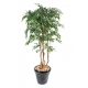 Ficus artificiel natasja multitree 180 cm