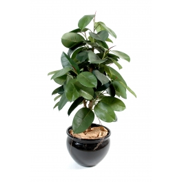 Ficus elastica ARTIFICIEL (ficus caoutchou)  110 CM