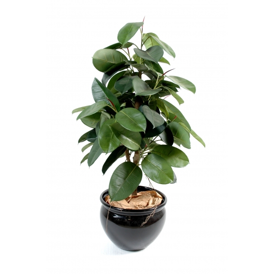 Ficus elastica ARTIFICIEL (ficus caoutchou) 