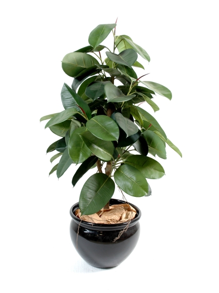 Ficus elastica ARTIFICIEL (ficus caoutchou) 150 cm