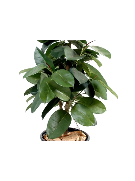 Ficus elastica ARTIFICIEL (ficus caoutchou) 150 cm