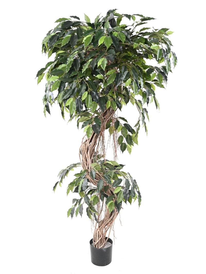 Ficus "S" tronc bois naturel - hauteur 210 cm