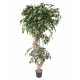 Ficus "S" tronc bois naturel - hauteur 210 cm