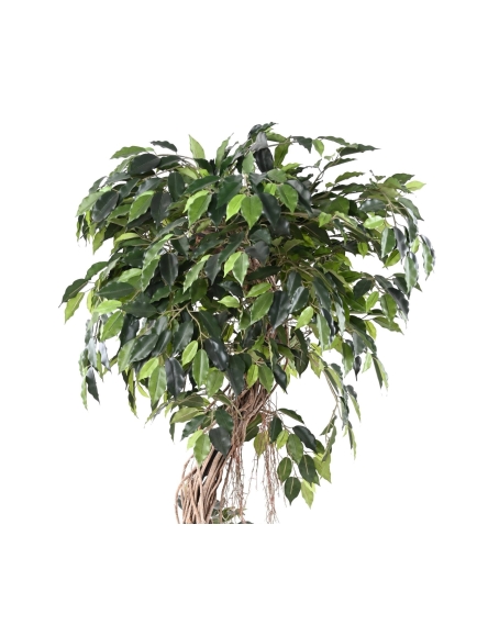 Ficus "S" tronc bois naturel - hauteur 210 cm