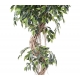 Ficus "S" tronc bois naturel - hauteur 210 cm