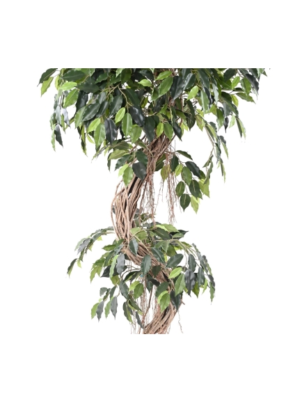 Ficus "S" tronc bois naturel - hauteur 210 cm