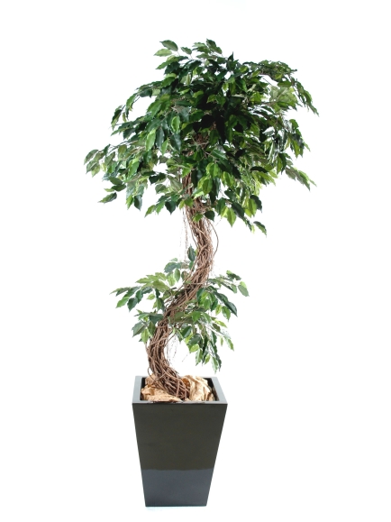 Ficus "S" tronc bois naturel - hauteur 210 cm