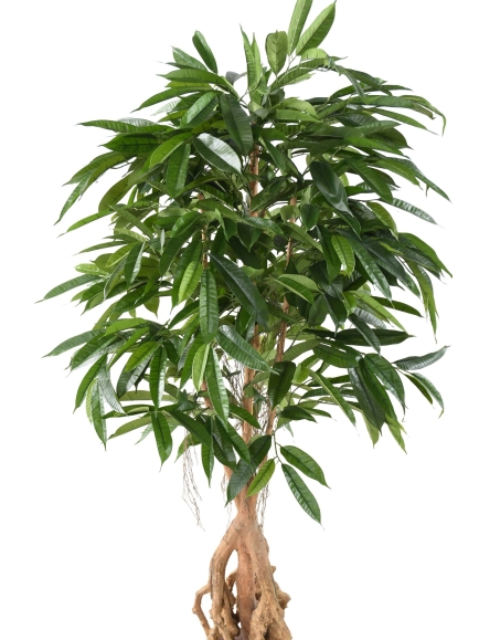 Ficus artificiel Root Longifolia
