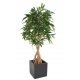 Ficus artificiel Root Longifolia