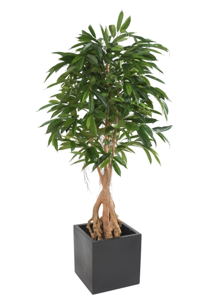 Ficus artificiel Root Longifolia