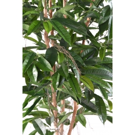 Ficus artificiel Root Longifolia 210 CM