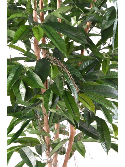 Ficus artificiel Root Longifolia