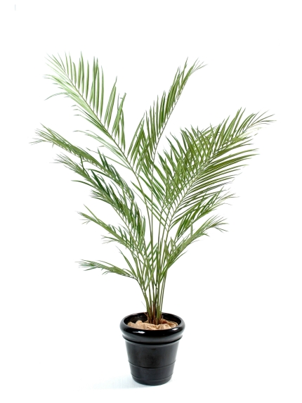Kentia artificiel new palmes - 150 cm