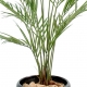 Kentia artificiel new palmes - 150 cm
