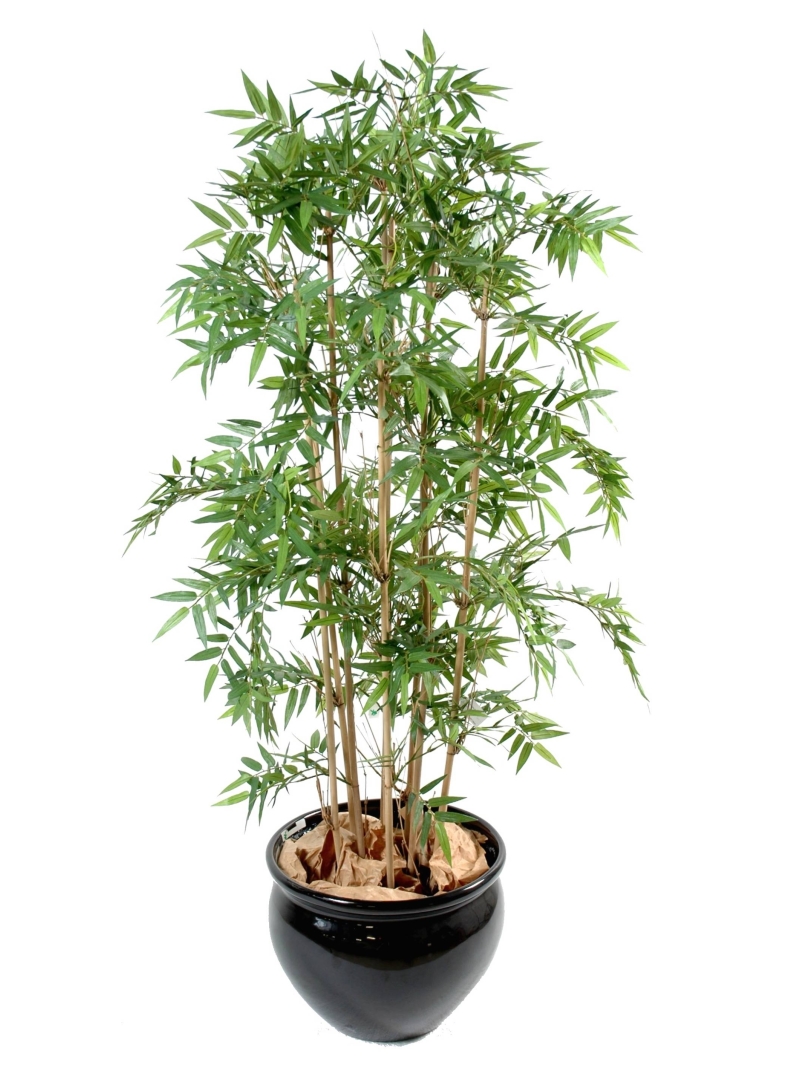 Bambou oriental multitroncs 170 cm