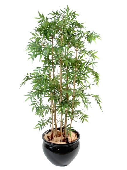 Bambou oriental multitroncs 170 cm