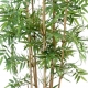 Bambou oriental multitroncs 170 cm