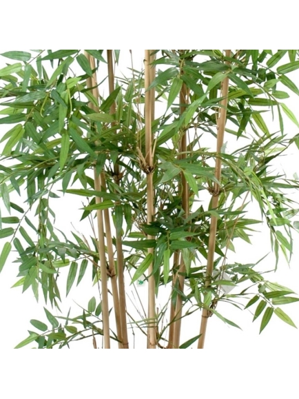 Bambou oriental multitroncs 170 cm
