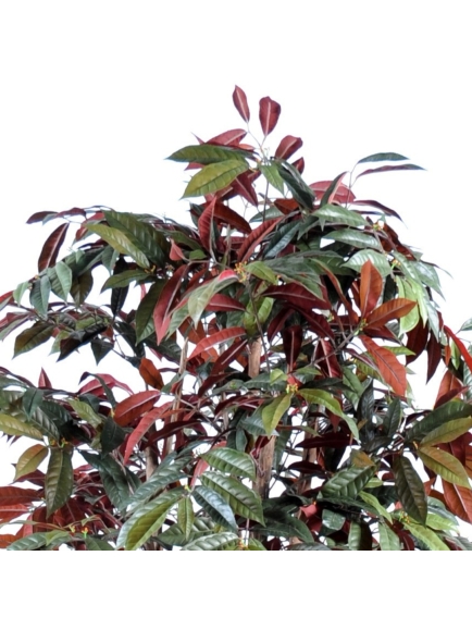Capensia artificiel en POT ROND 170 CM
