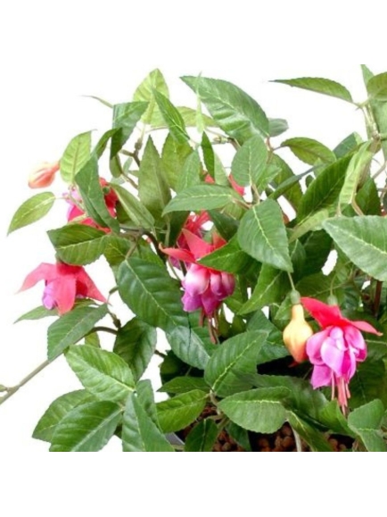 Chutes de fuchsia artificielles