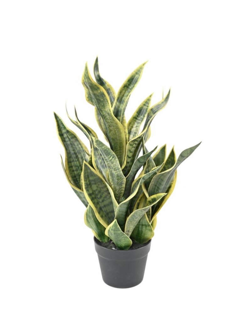 SANSEVIERIA  ARTIFICIEL MASONIANA