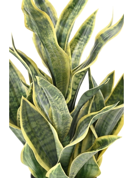 SANSEVIERIA  ARTIFICIEL MASONIANA