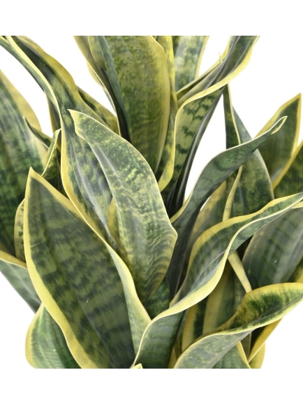 SANSEVIERIA  ARTIFICIEL MASONIANA