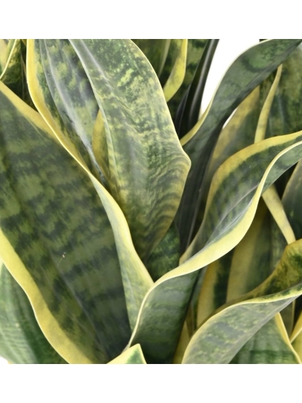 SANSEVIERIA  ARTIFICIEL MASONIANA