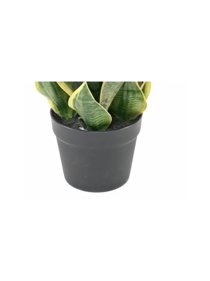 SANSEVIERIA  ARTIFICIEL MASONIANA