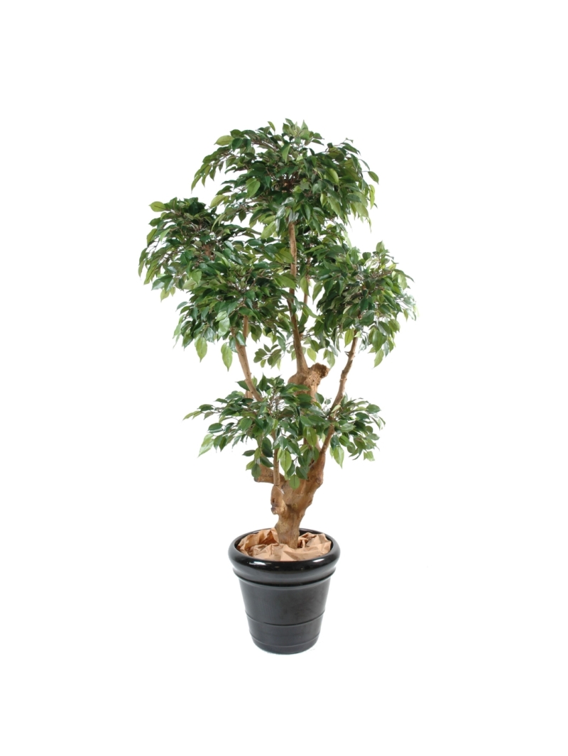 Ficus artificiel Natasja 5 têtes
