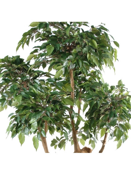 Ficus artificiel Natasja 5 têtes