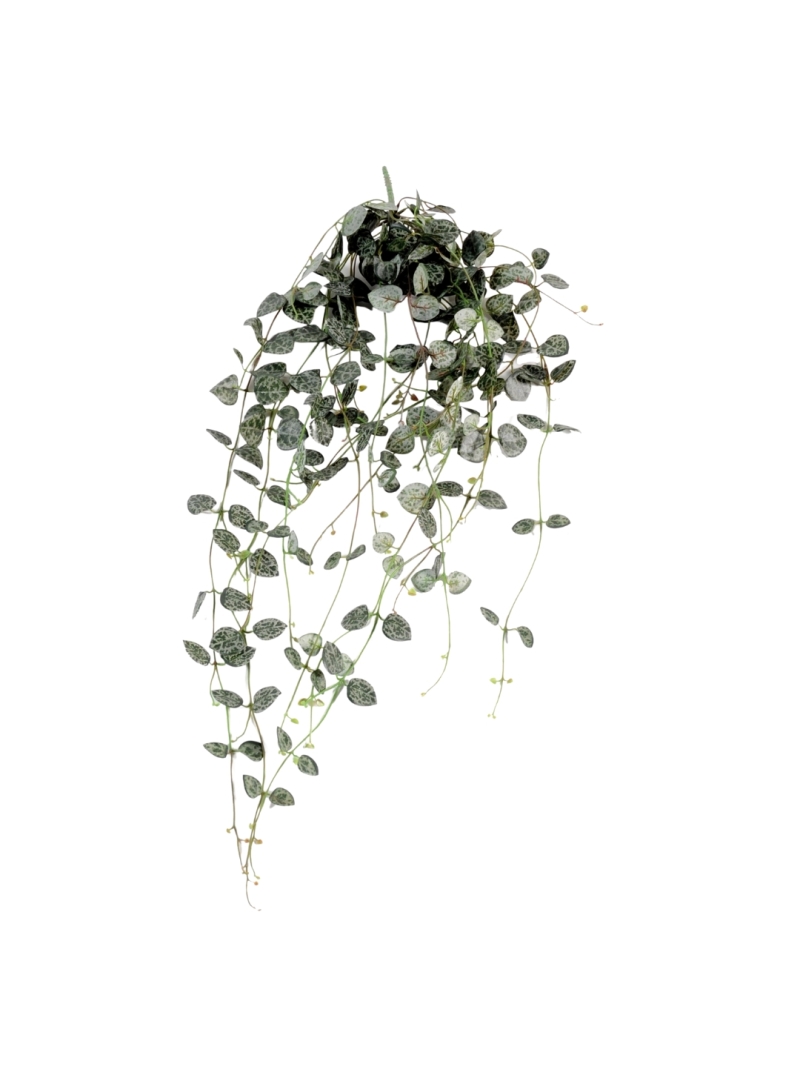 Chute de Ceropegia artificielle 60 cm