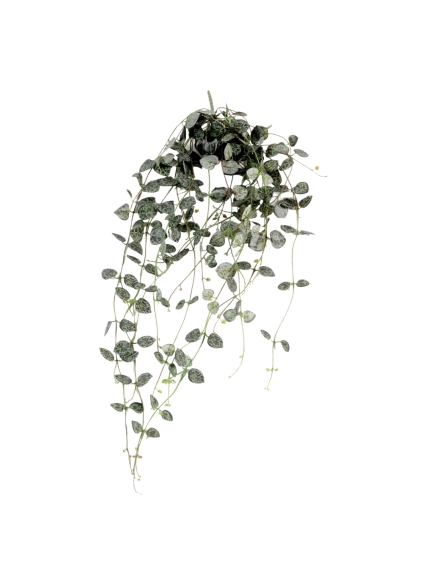 Chute de Ceropegia artificielle 60 cm