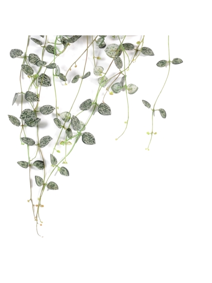 Chute de Ceropegia artificielle 60 cm