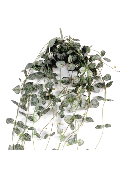 Chute de Ceropegia artificielle 60 cm