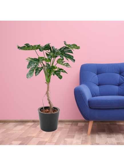 PHILODENDRON ARTIFICIEL MONSTERA